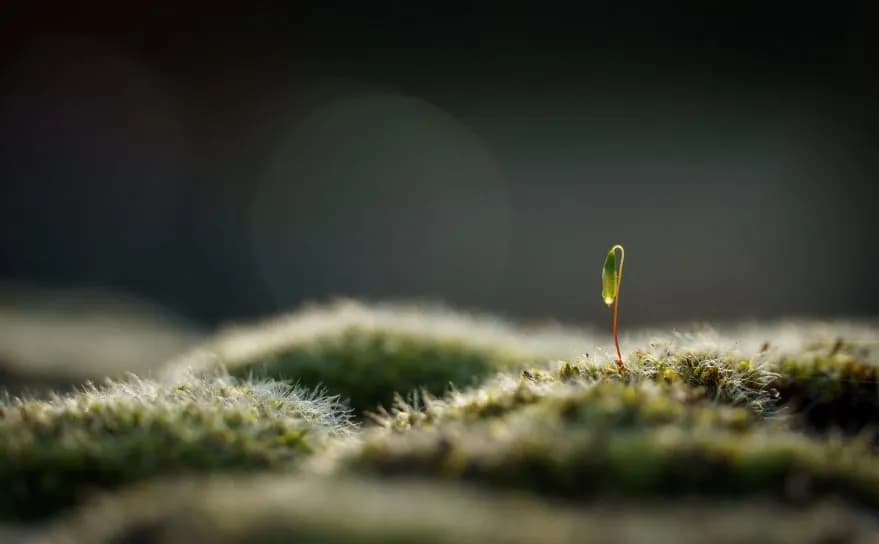 Small grass growing from earth